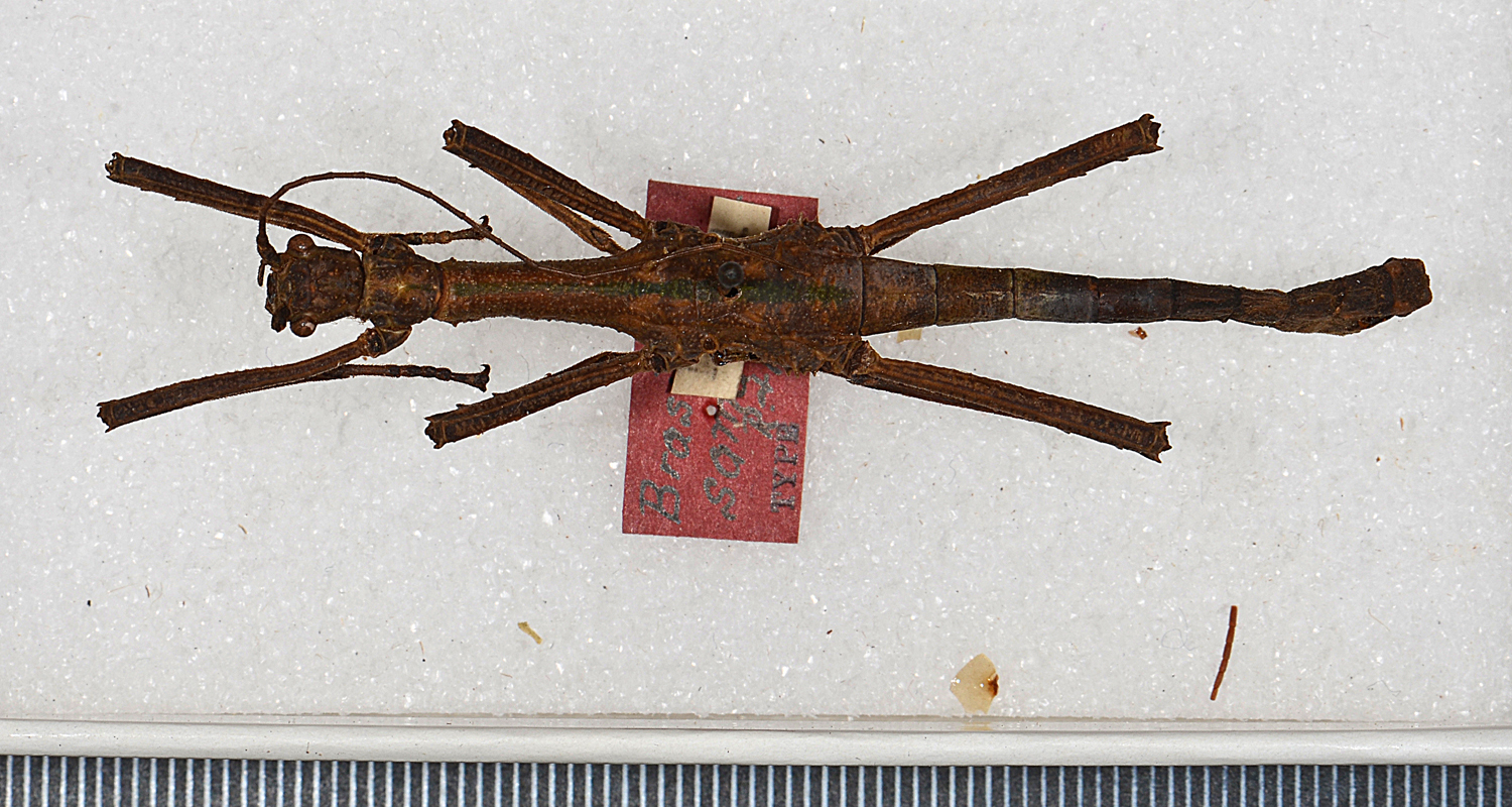 CollectionObject 1557495; 30771330-2926-469e-8f0c-8c69d123d495: copyright USNM, Washington. male (holotype). (CollectionObject).