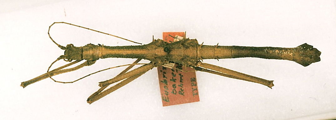 CollectionObject 1558663; 9a7e7ce4-8378-4358-863a-b24f016276c8: copyright USNM, Washington. male (holotype). (CollectionObject).