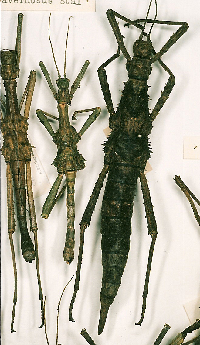 CollectionObject 1558665; 17533ade-fcfb-4bc7-954b-00e33facb4e4: copyright NHRS, Stockholm. female (holotype) [male is not type]. (CollectionObject).