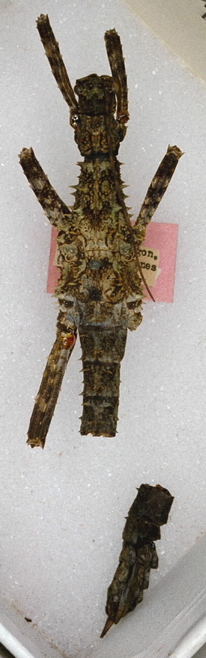 CollectionObject 1560402; 6edc9058-5e4f-4ca7-99d7-c366a60647a3: copyright ANSP. female nymph (holotype). (CollectionObject).