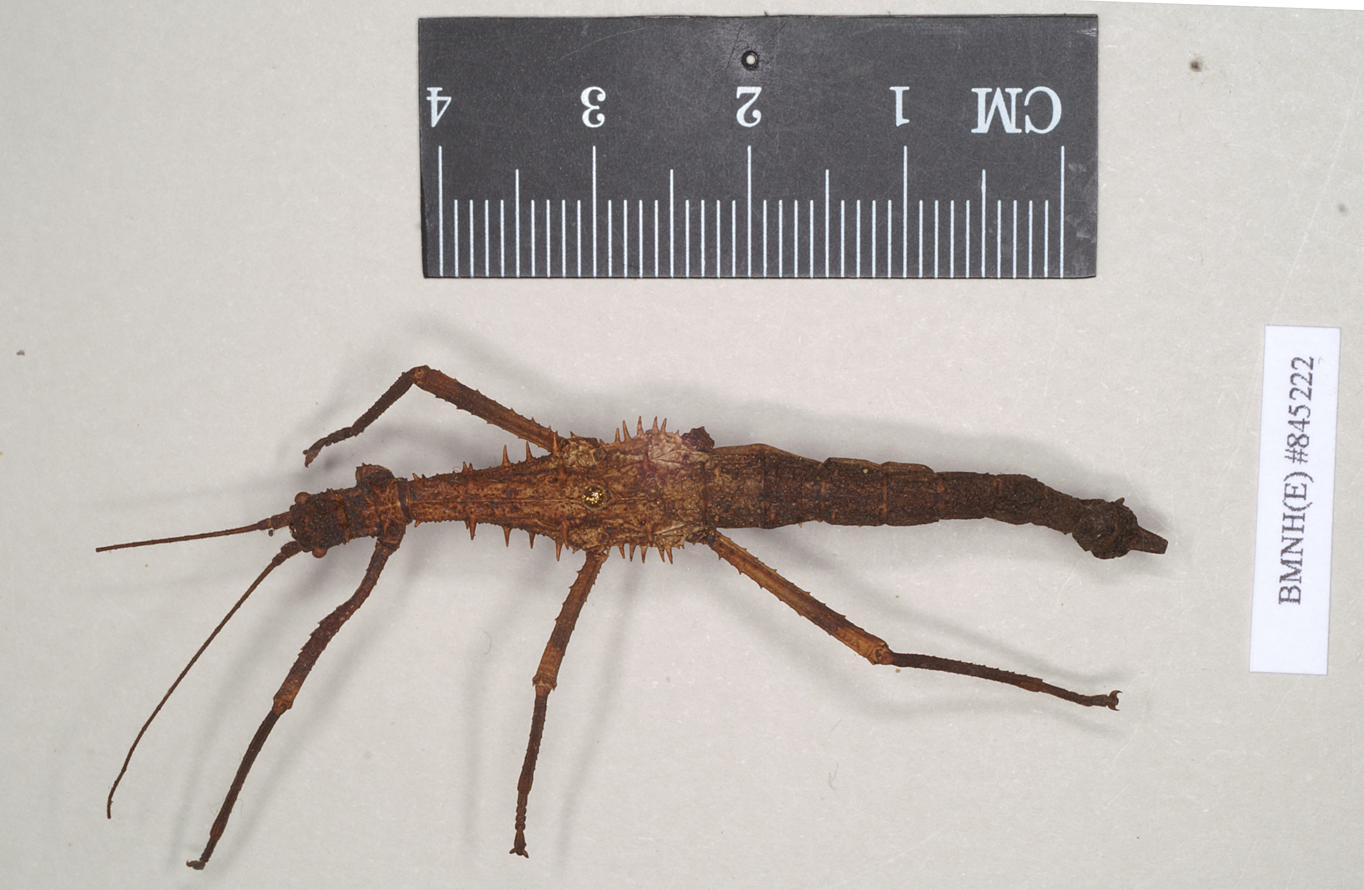 CollectionObject 1560403; 2e9fd2f7-b263-4536-9787-8846306df730: copyright Natural History Museum, London. female (syntype). (CollectionObject).;CollectionObject 1560404; f80fd795-7271-4c5d-9e4d-d718355d0d69: copyright Natural History Museum, London. male (syntype). (CollectionObject).