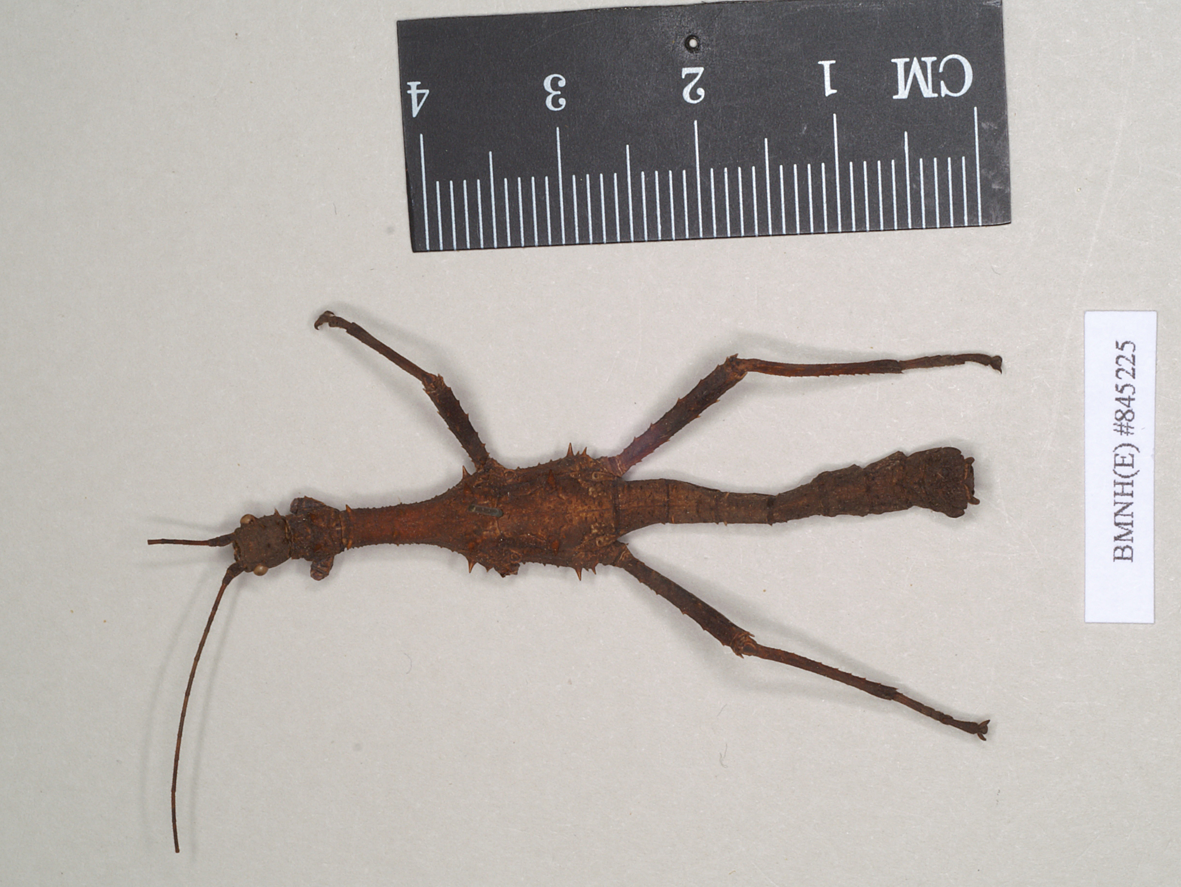 CollectionObject 1560406; NHMUK(SF IMPORT DUPLICATE) 845225, 044a0365-cd94-4e8a-9304-2a1209e35d40: copyright Natural History Museum, London. male (holotype). (CollectionObject).