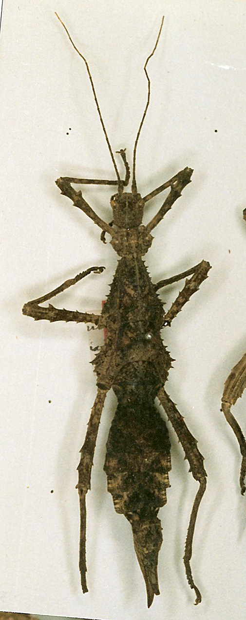 CollectionObject 1562243; 6175758a-e17a-4bd1-ba56-f2dfcd8389a1: copyright NHRS, Stockholm. female (holotype). (CollectionObject).
