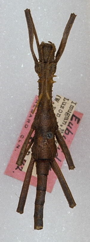 CollectionObject 1558647; 5af553ce-7652-4a9c-9aa2-ef0f018e526b: copyright ANSP. male (holotype). (CollectionObject).