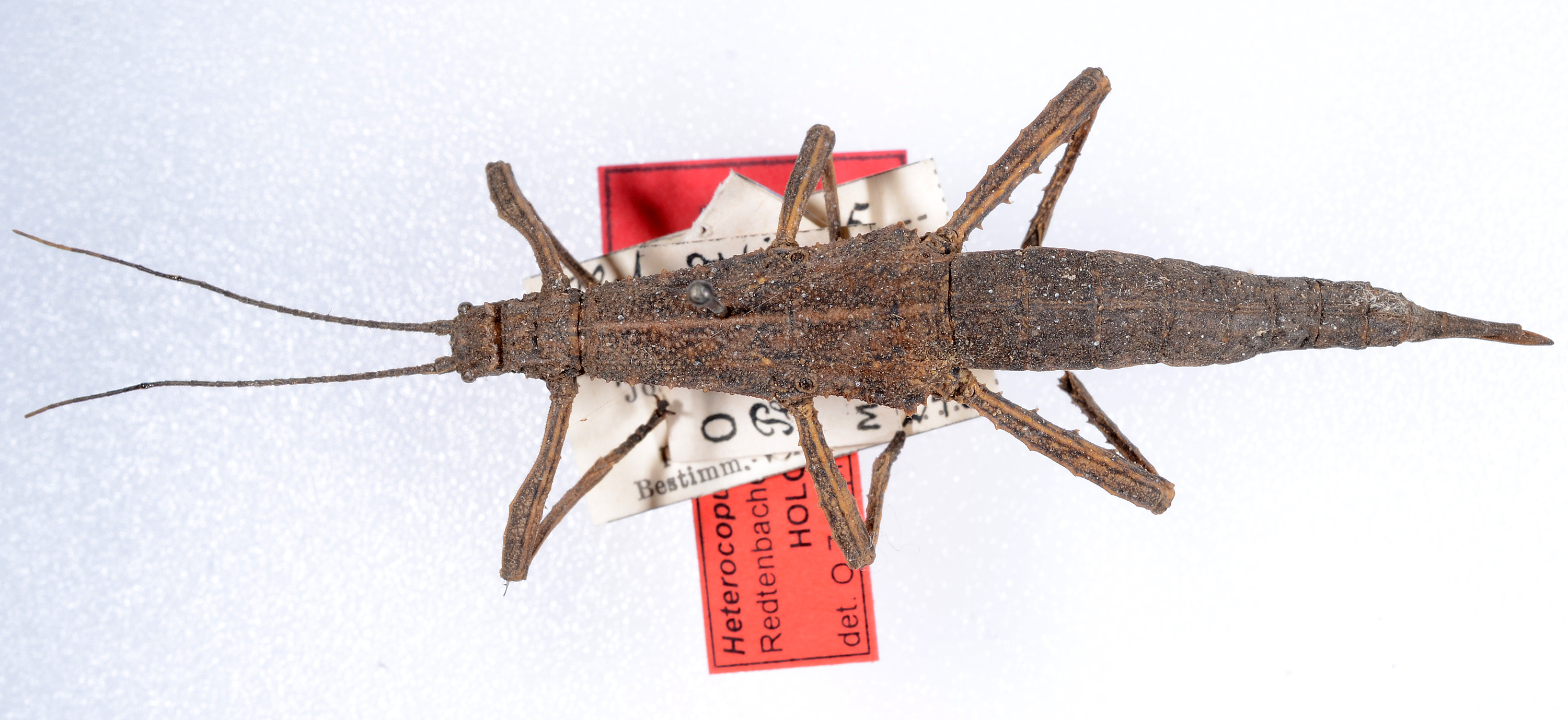 CollectionObject 1578996; ec8af537-65cd-4a3f-8699-a6ffc6e3d84c: copyright ZMUH, Hamburg. female, dorsal view (syntype). (CollectionObject).
