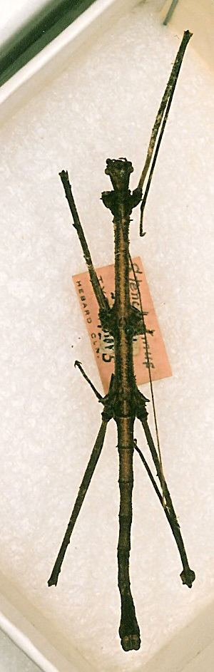 CollectionObject 1562123; 6a33300d-7635-4116-a91a-b2aebdd58ad9: copyright ANSP. male (holotype). (CollectionObject).
