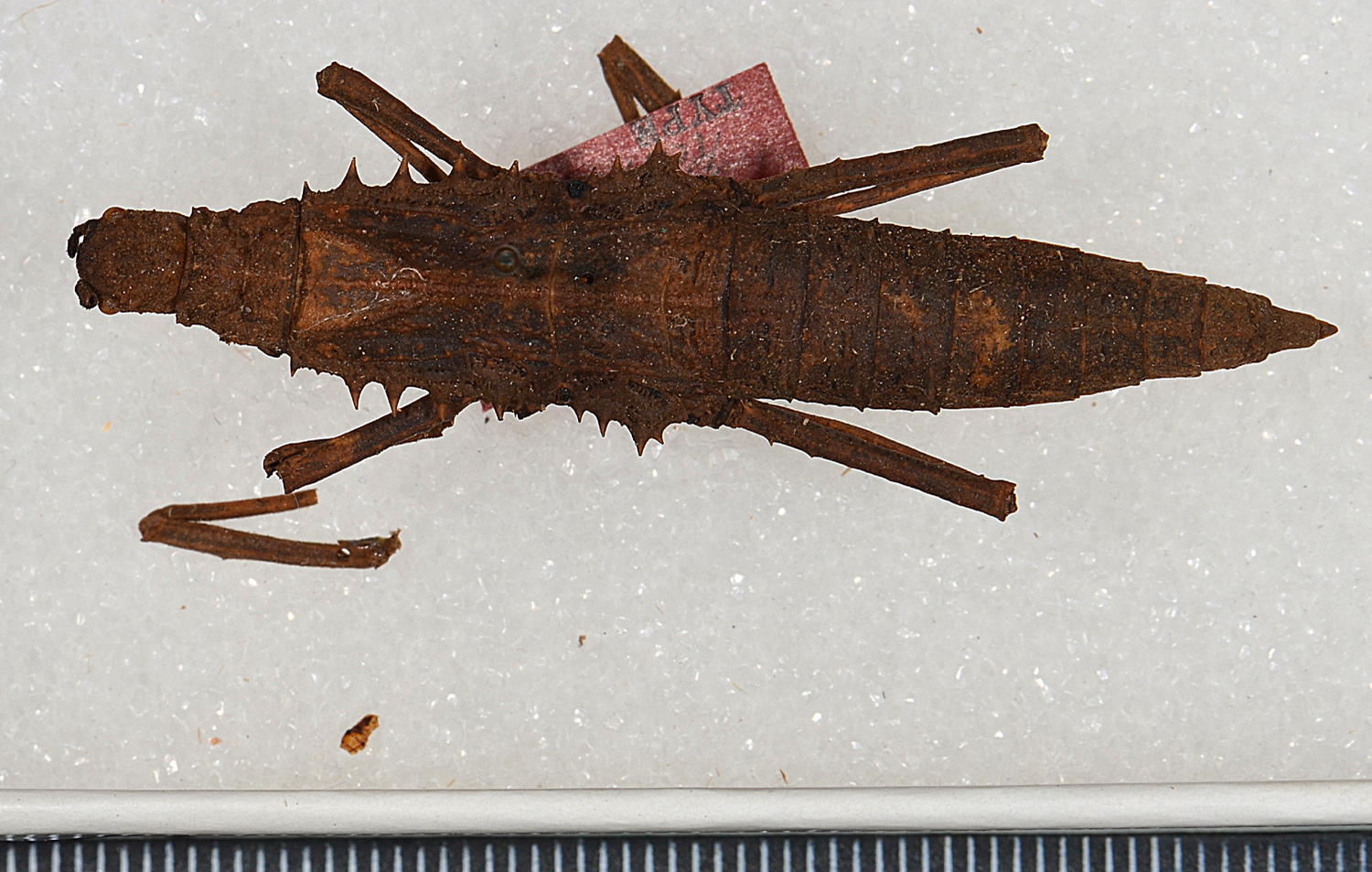 CollectionObject 1562229; 3d2923c1-8c94-4c3e-8098-a3b8dc45ed1c: copyright USNM, Washington. female of synonym Tisamenus atropos (holotype). (CollectionObject).