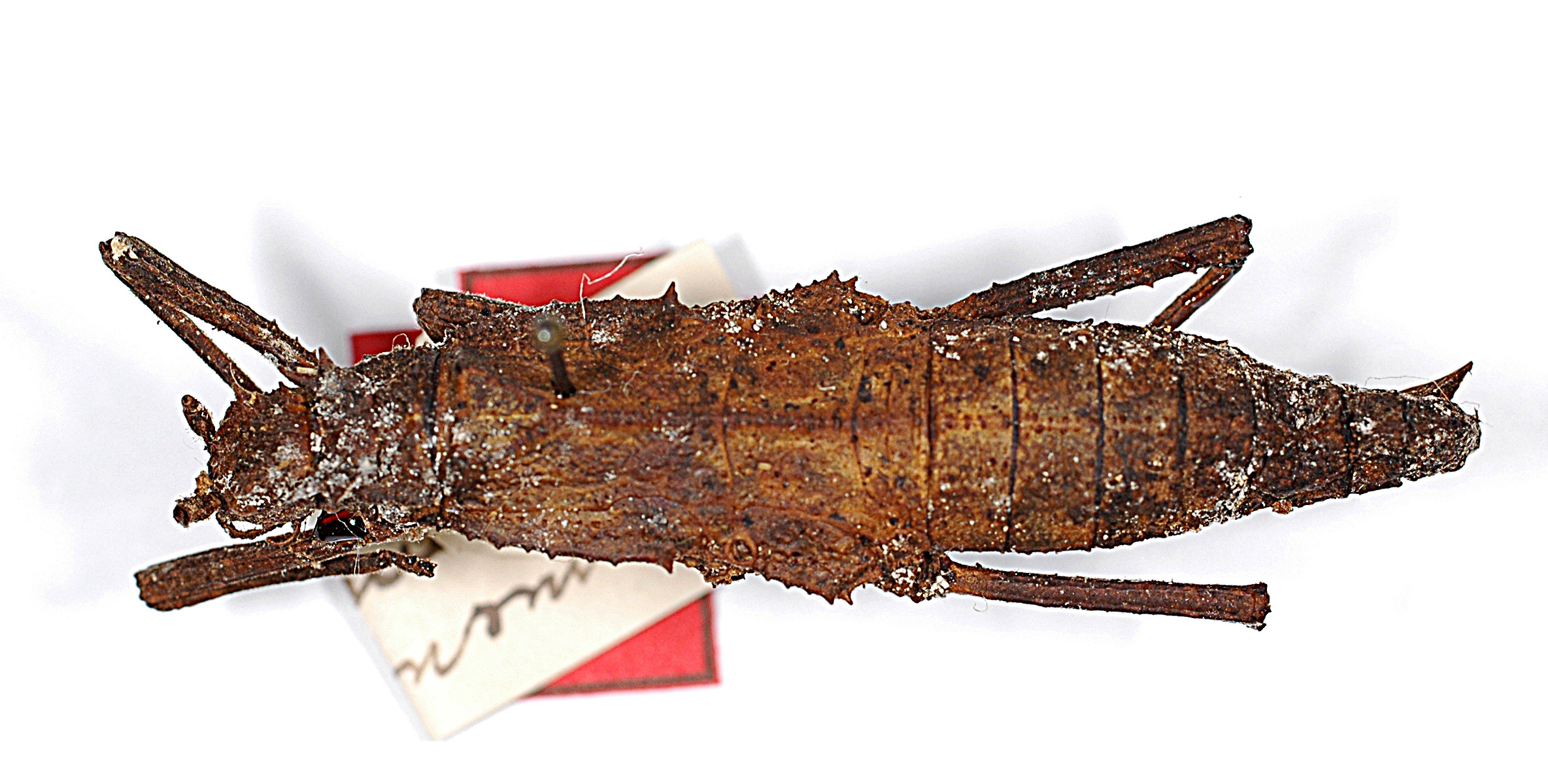 CollectionObject 1562230; ec3b410e-8714-4be4-96d7-26ea5c9506ae: Copyright MNCN, Madrid. female, dorsal view (syntype). (CollectionObject).;CollectionObject 1562231; 05e03ad1-e8fc-4eea-8b37-1805a4aca16a: Copyright MNCN, Madrid. female, dorsal view (lectotype). (CollectionObject).