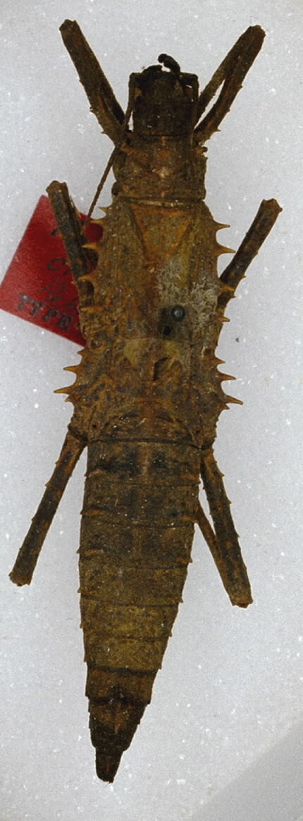 CollectionObject 1562232; add1c9b5-683a-4151-8804-919daeffa663: copyright ANSP. female (holotype). (CollectionObject).