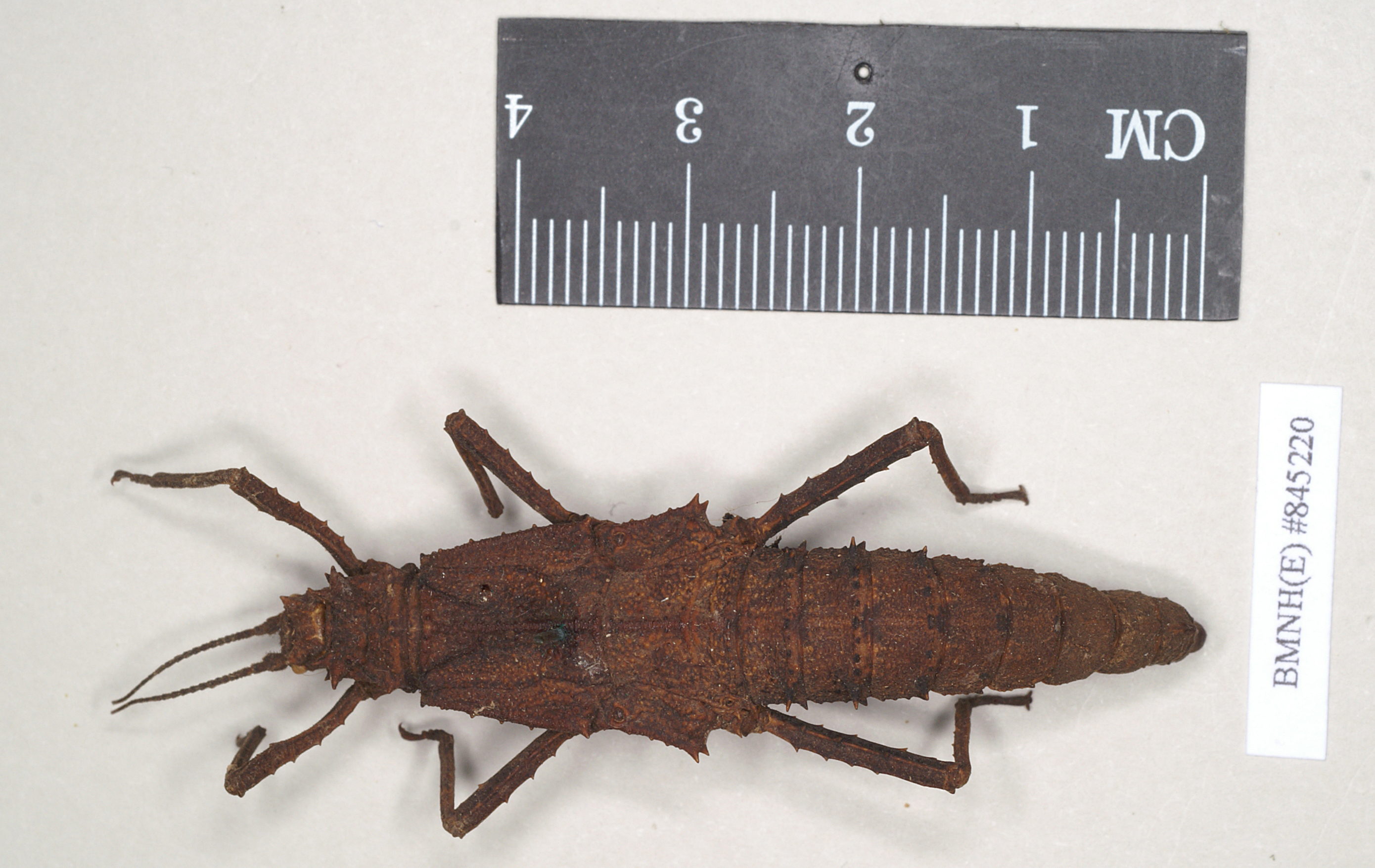 CollectionObject 1562234; NHMUK(SF IMPORT DUPLICATE) 845220, c69be5ad-c184-4b0c-8933-549e74c399c6: copyright Natural History Museum, London. female (holotype). (CollectionObject).