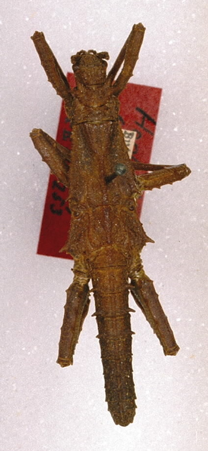CollectionObject 1562235; 1cc7ea94-b4c1-4d86-bf36-e2ff93e1aa5e: copyright ANSP. male (holotype). (CollectionObject).