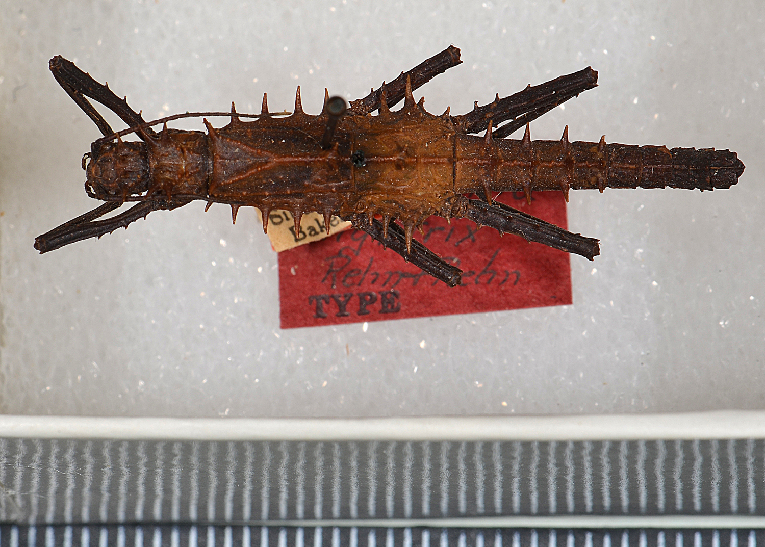 CollectionObject 1562236; c256d533-427c-463e-b7e5-53ae26e33931: copyright USNM, Washington. male (holotype). (CollectionObject).