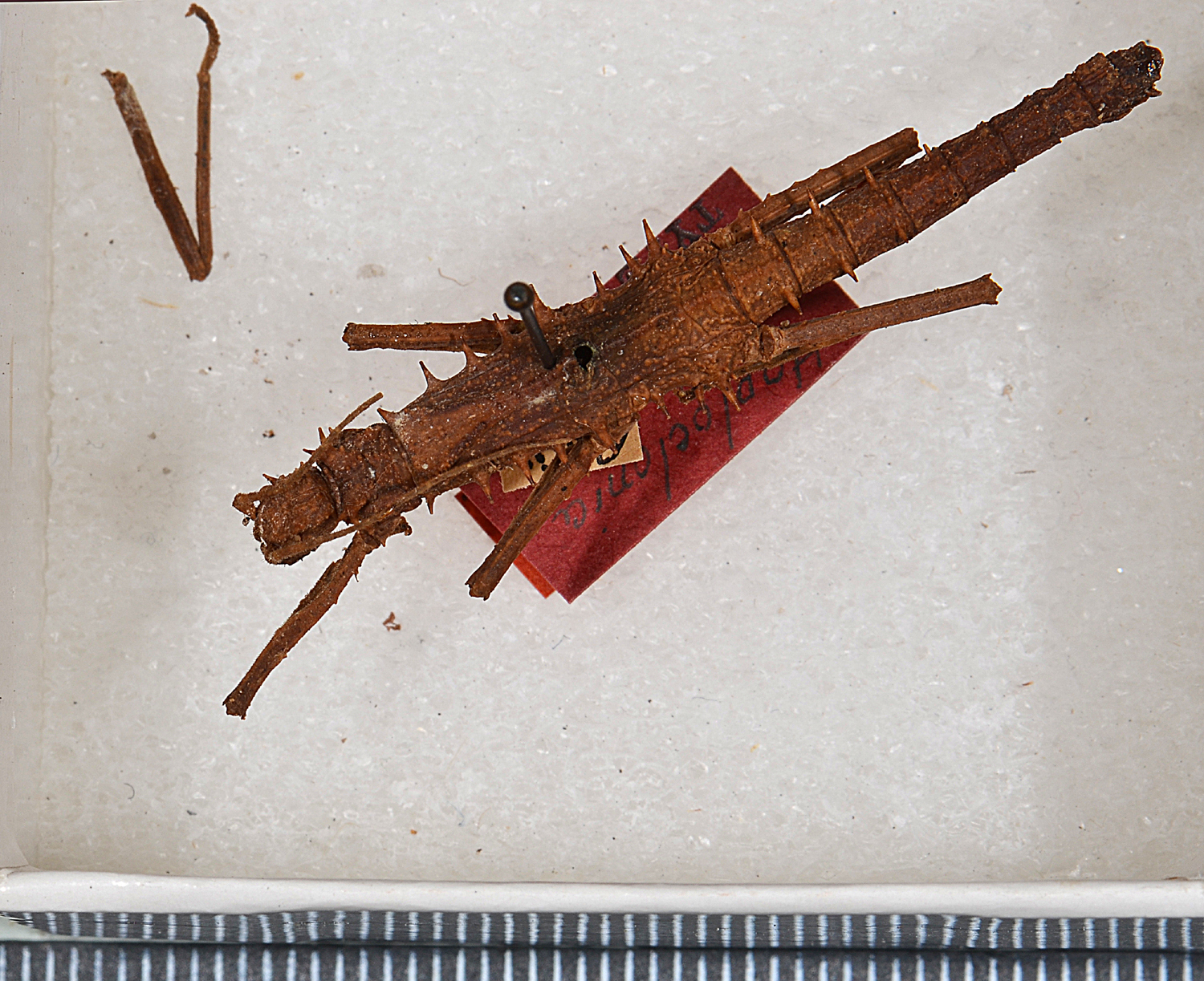 CollectionObject 1562238; 2a912ef7-7f38-43f2-b1fe-0f5f520ec30a: copyright USNM, Washington. male (holotype). (CollectionObject).