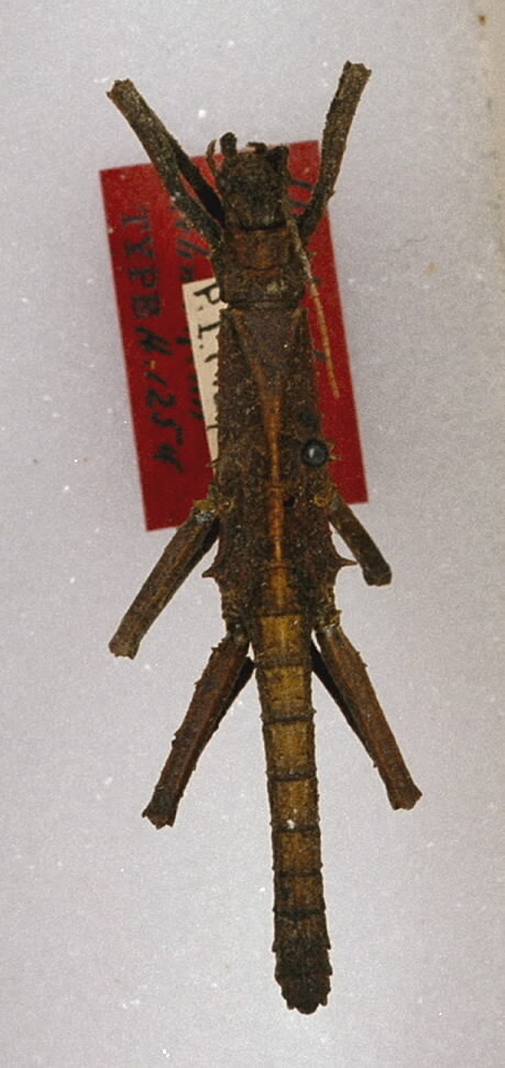 CollectionObject 1562239; d6cb5429-4b43-4fe5-befc-cdc1110e940a: copyright ANSP. male (holotype). (CollectionObject).
