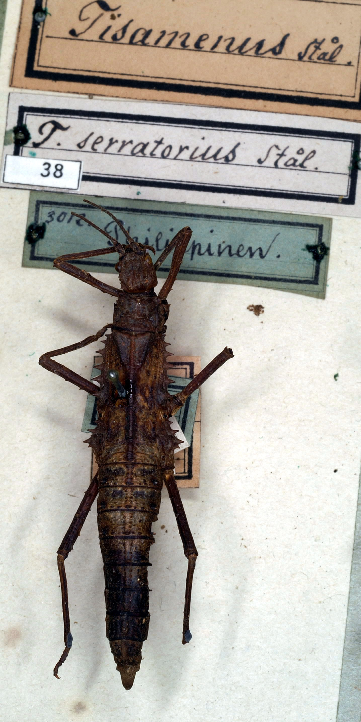 CollectionObject 1562240; NMW 38, 14efd60d-93bc-4100-a538-a6ddd74ac1b1: copyright NMW. female (holotype). (CollectionObject).