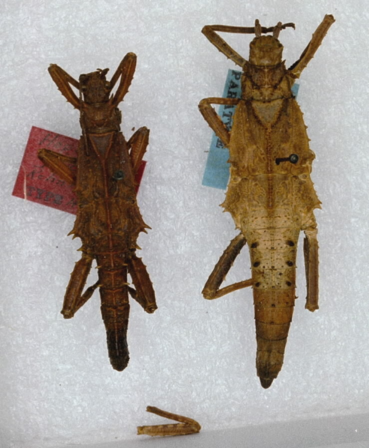CollectionObject 1562241; d3b91ac7-3688-466b-a70e-7eb82af76d9b: copyright ANSP. male (holotype) and female (paratype). (CollectionObject).