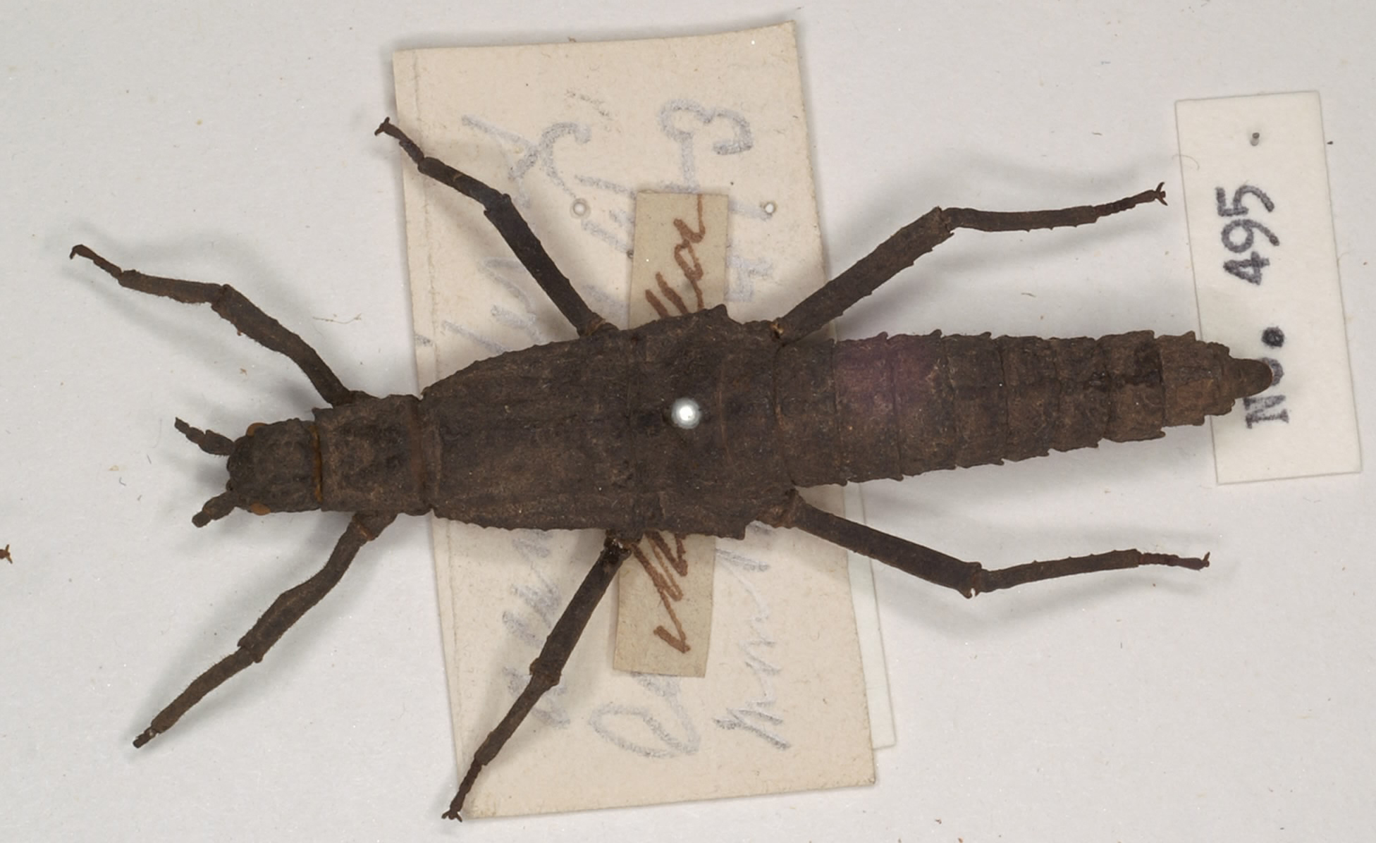 Tisamenus ranarius (Westwood, 1859): copyright UMO. female (syntype?) - although Westwood did not refer to specimen(s) other than BMNH. (Otu).
