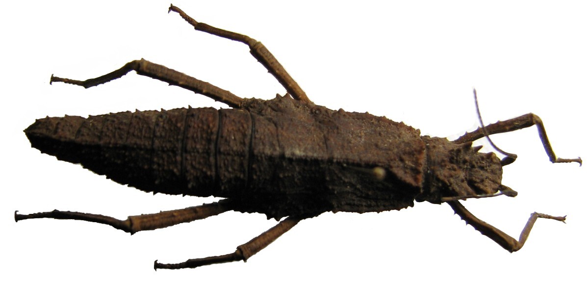 CollectionObject 1563883; UPLB UPBLMHNC PHA-00137, 2bd218eb-88ad-429f-a140-7cac124c4cb4: copyright UPLB, Los Baños. female (holotype). (CollectionObject).
