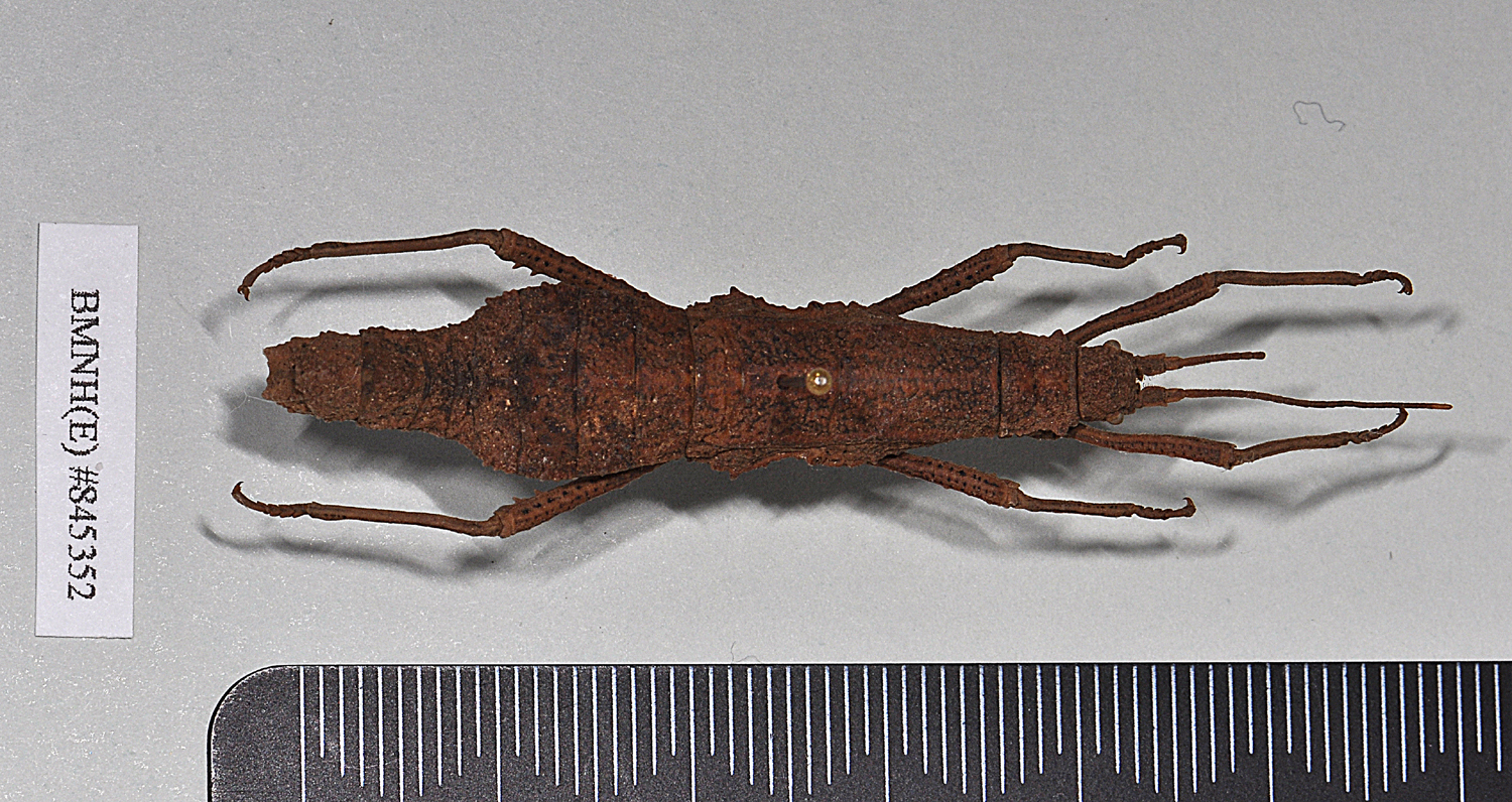 CollectionObject 1558294; NHMUK(SF IMPORT DUPLICATE) 845352, c0abbad1-e9b3-4d34-a809-5486ccb41942: copyright Natural History Museum, London. female, dorsal view (holotype). (CollectionObject).