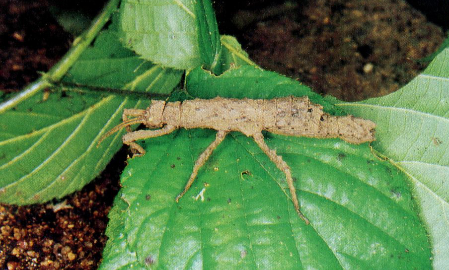 CollectionObject 1558308; e20fdd0b-7d4b-43a8-8981-ce256a01ccda: from original paper, photo copyright O. Zompro. female (holotype). (CollectionObject).