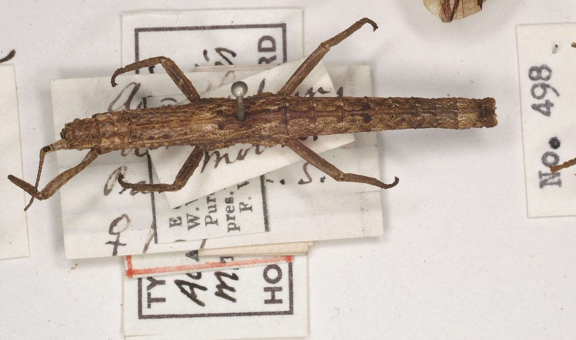 CollectionObject 1560577; 74863d80-fb7d-4ba4-a67a-ce4c4e5c4022: copyright UMO. female juv. of Acanthoderus mouhotii (holotype). (CollectionObject).