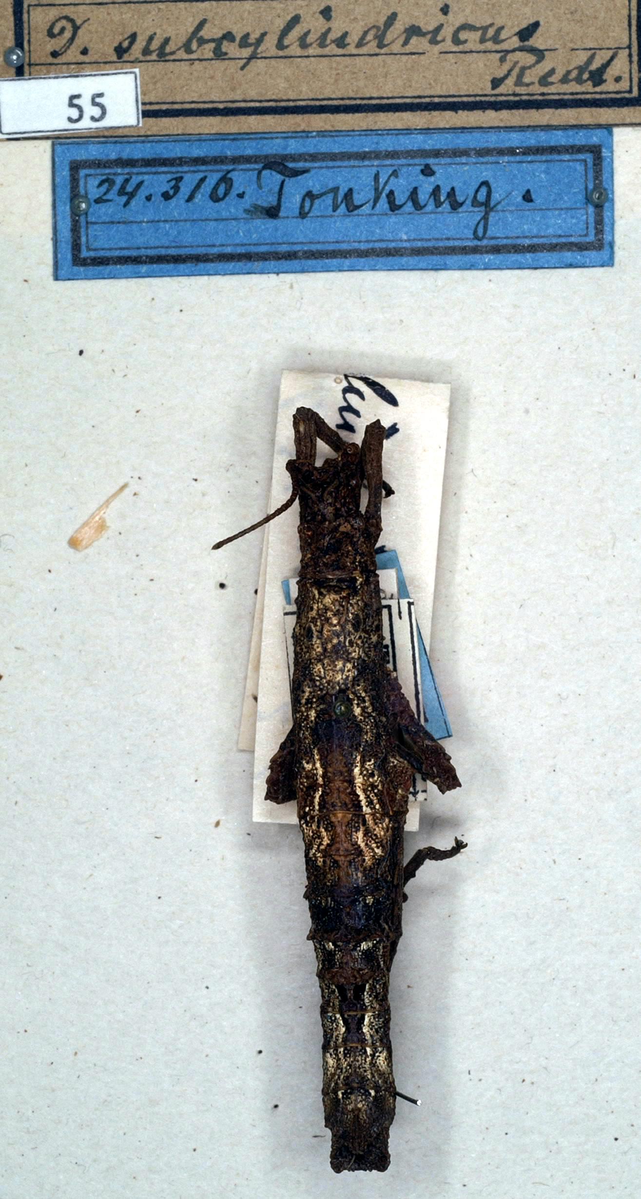 CollectionObject 1560578; NMW 55, 69a03195-e49b-4c1b-8497-016a16dd0cf9: copyright NMW. female juv. of synonym Dares subcylindricus (holotype). (CollectionObject).
