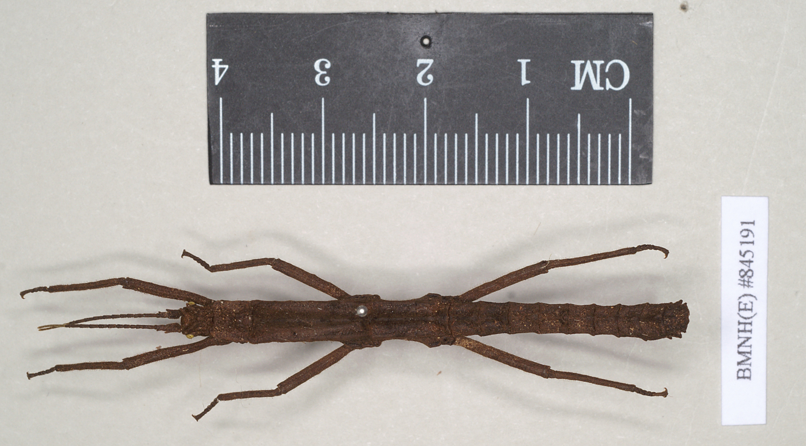 Pylaemenes borneensis (Bragg, 1998): copyright Natural History Museum, London. male (paratype). (Otu).