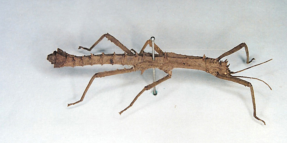 CollectionObject 1561553; a93b8928-889d-44c2-a707-2fb5e7e8bb2d: copyright O. Zompro. male of synonym Acanthoderus occipitalis (lectotype). (CollectionObject).