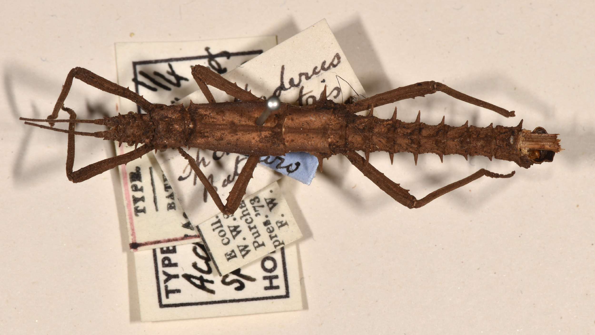 CollectionObject 1561554; 6cdbe08b-dbcd-4592-830b-23e49866e842: copyright UMO. male of synonym Acanthoderus spiniventris (syntype). (CollectionObject).;CollectionObject 1561555; effcc6fe-eba2-4459-a612-4ec6e76c6540: copyright UMO. male of synonym Acanthoderus spiniventris (syntype). (CollectionObject).