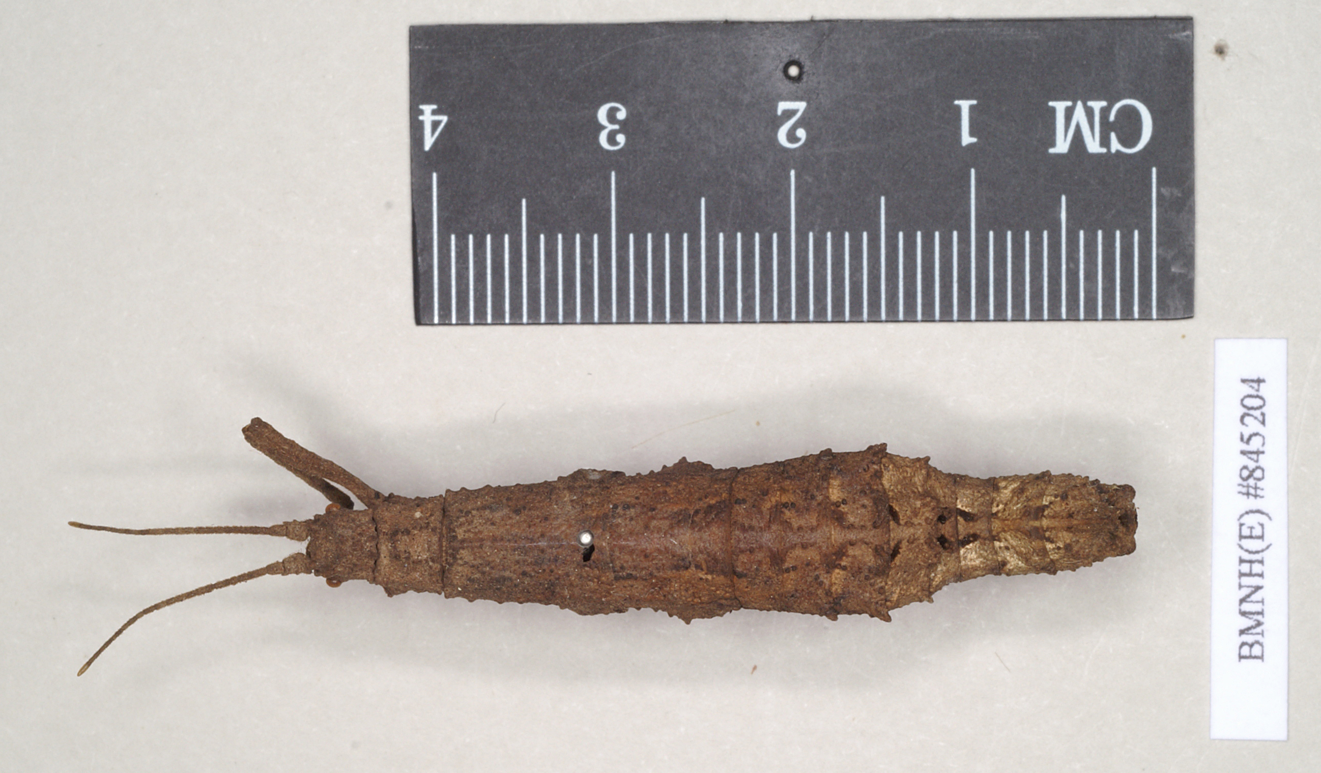 CollectionObject 1561557; NHMUK(SF IMPORT DUPLICATE) 845194, 7bca7e38-9462-41de-ab85-7265cacf90f9: copyright Natural History Museum, London. female of synonym Pylaemenes hongkongensis (holotype). (CollectionObject).