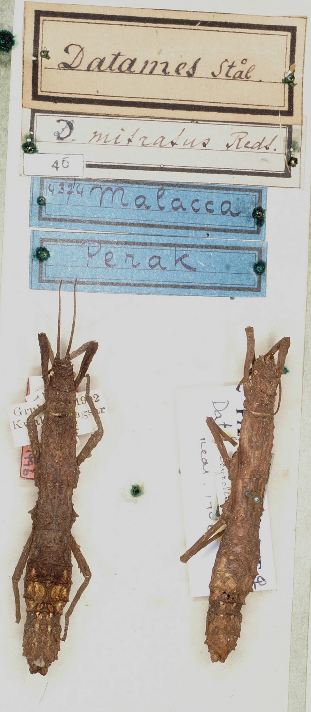 CollectionObject 1561558; NMW 46, da77ddaf-f5a4-404e-8f91-8c5ca5cff03a: copyright NMW. Datames mitratus female (lectotype) [on left]. (CollectionObject).