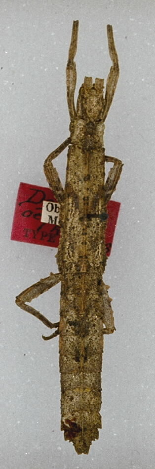 CollectionObject 1561573; 9c9fc2de-ade9-4d5d-9671-b0100193473c: copyright ANSP. female of synonym Datames aequalis (holotype). (CollectionObject).