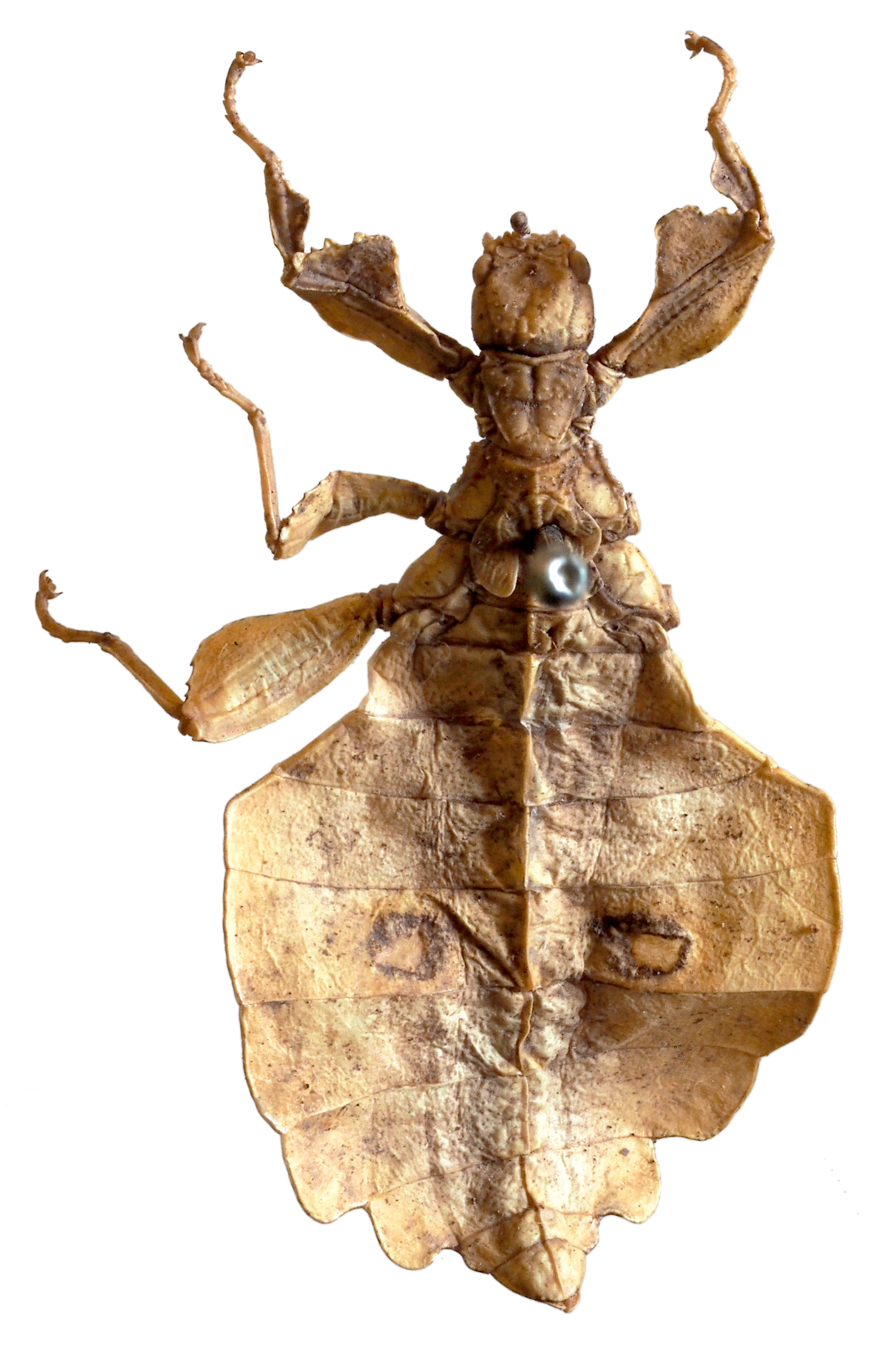 Trolicaphyllium erosum (Redtenbacher, 1906): © NHMW, NOaS Image Collection; with permission. female nymph (? syntype) [Redtenbacher referred to a nymph in the Budapest coll.]. (Otu).