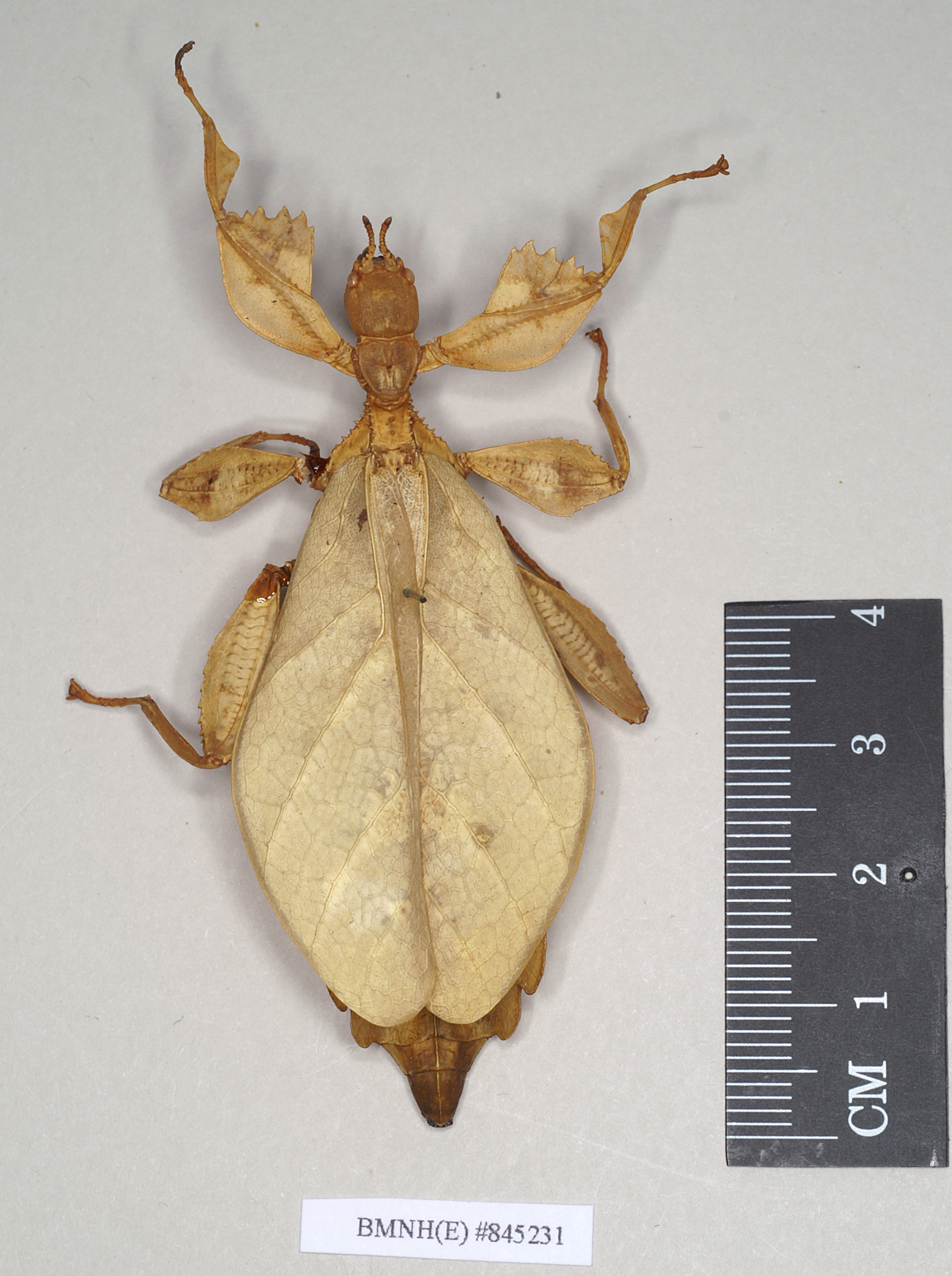 CollectionObject 1561206; NHMUK(SF IMPORT DUPLICATE) 845231, 017ea3bc-4a32-4789-b6c8-71a8bd68f4b1: copyright Natural History Museum, London. female (holotype). (CollectionObject).