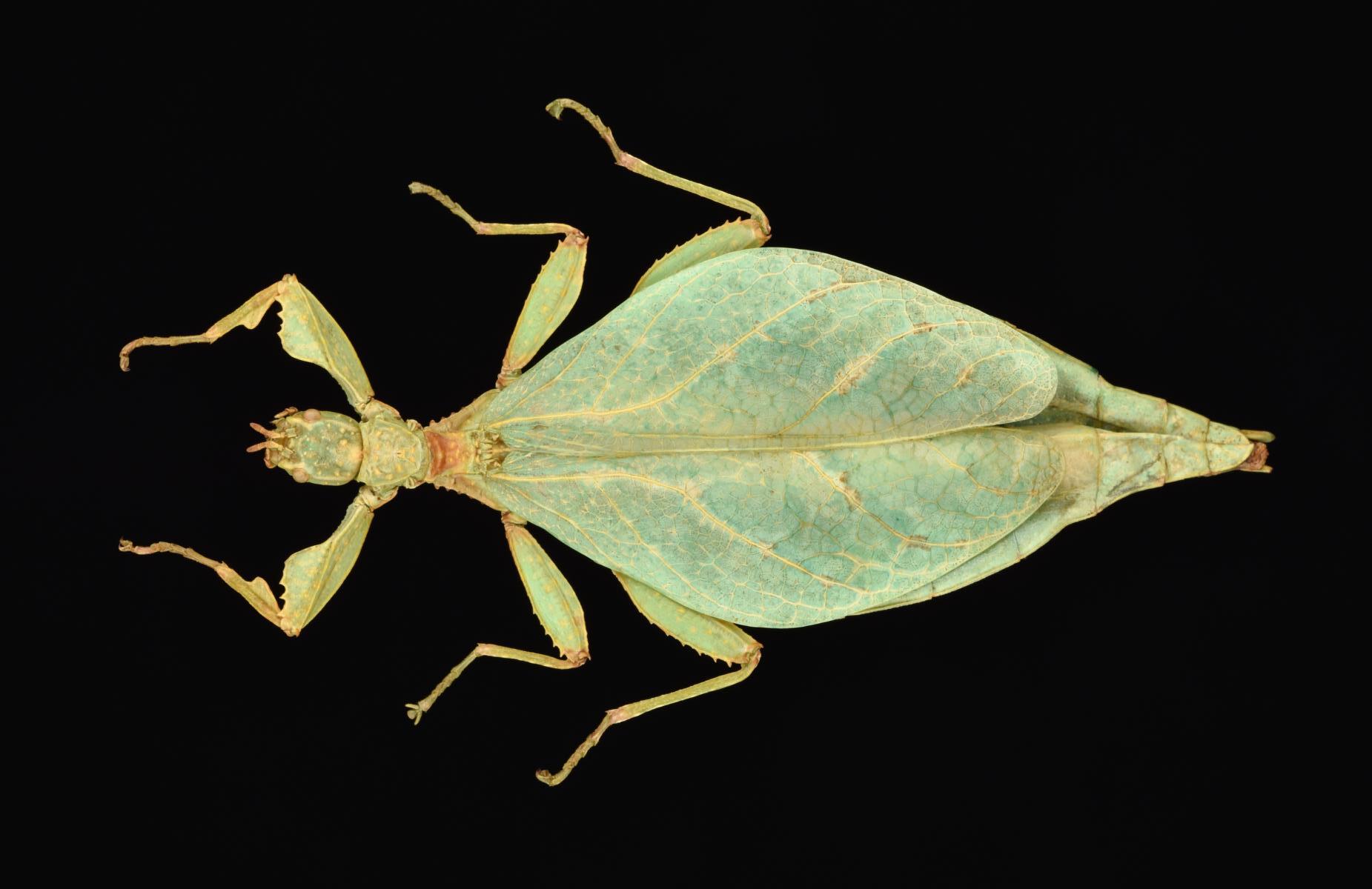 Comptaphyllium caudatum (Redtenbacher, 1906): copyright Montral Insectarium. female, Papua New Guinea, Morobe, Aseki, Oiwa, ID R Cumming (no type). (Otu).