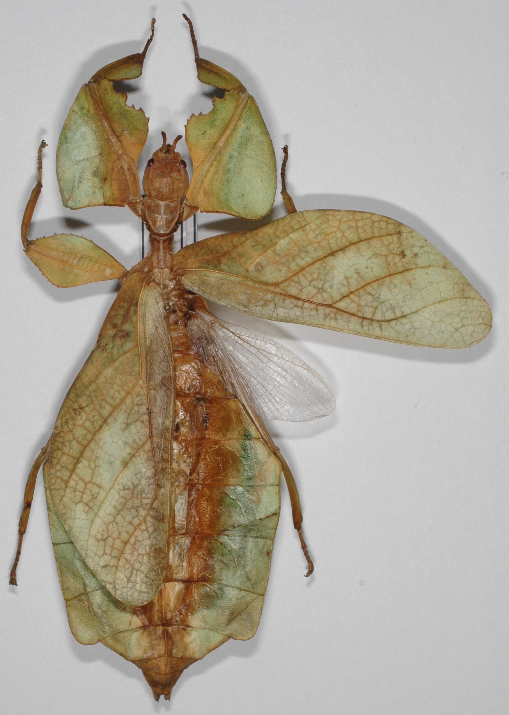 Cryptophyllium celebicum (Haan, 1842): copyright Frank Hennemann. female from Sulawesi (not type). (Otu).