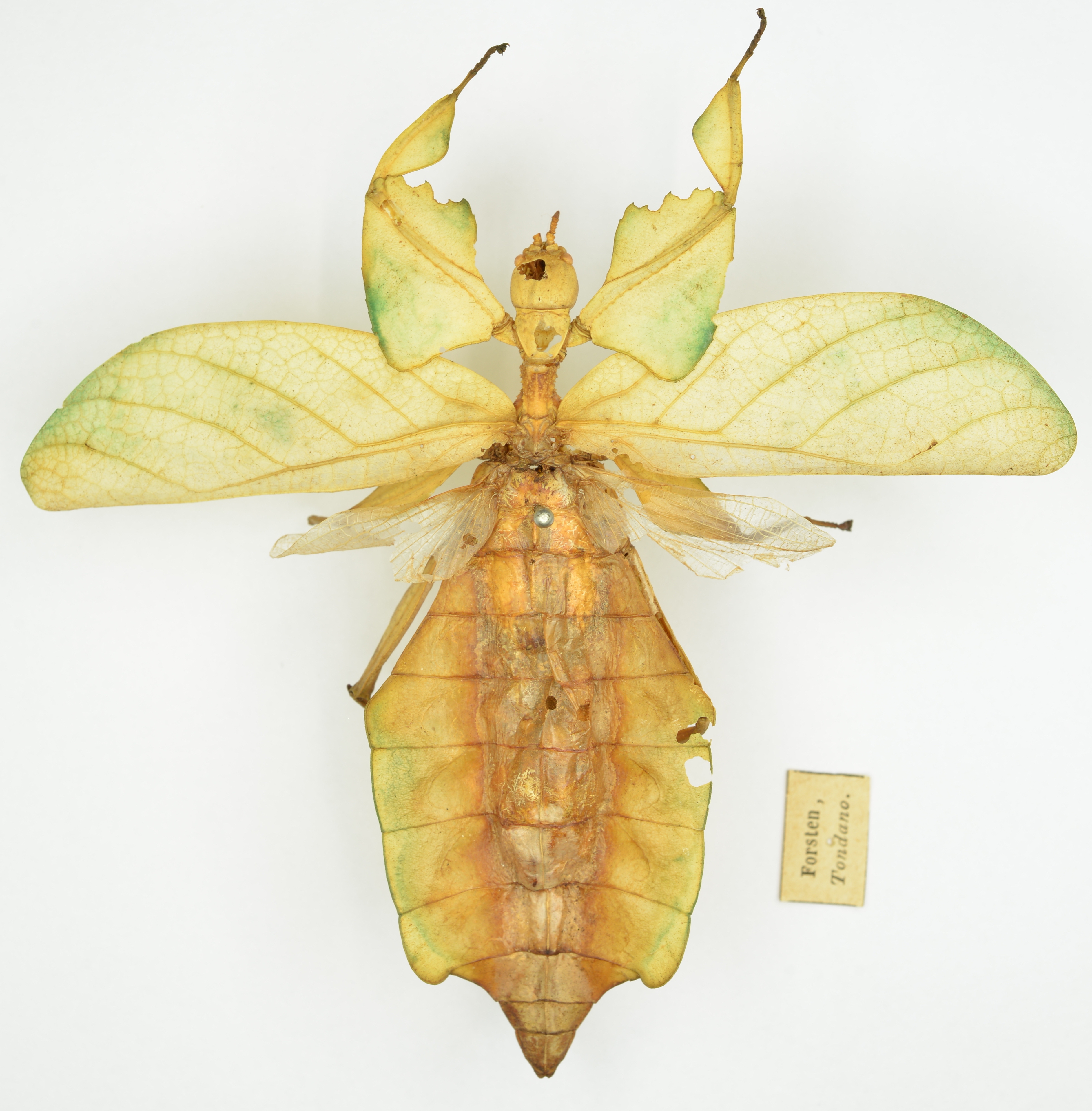 Cryptophyllium Cumming, Bank, Bresseel, Constant, Le Tirant, Dong, Sonet & Bradler, 2021: copyright Luc Willemse. female of Cryptophyllium celebicum [type species]. (Otu).