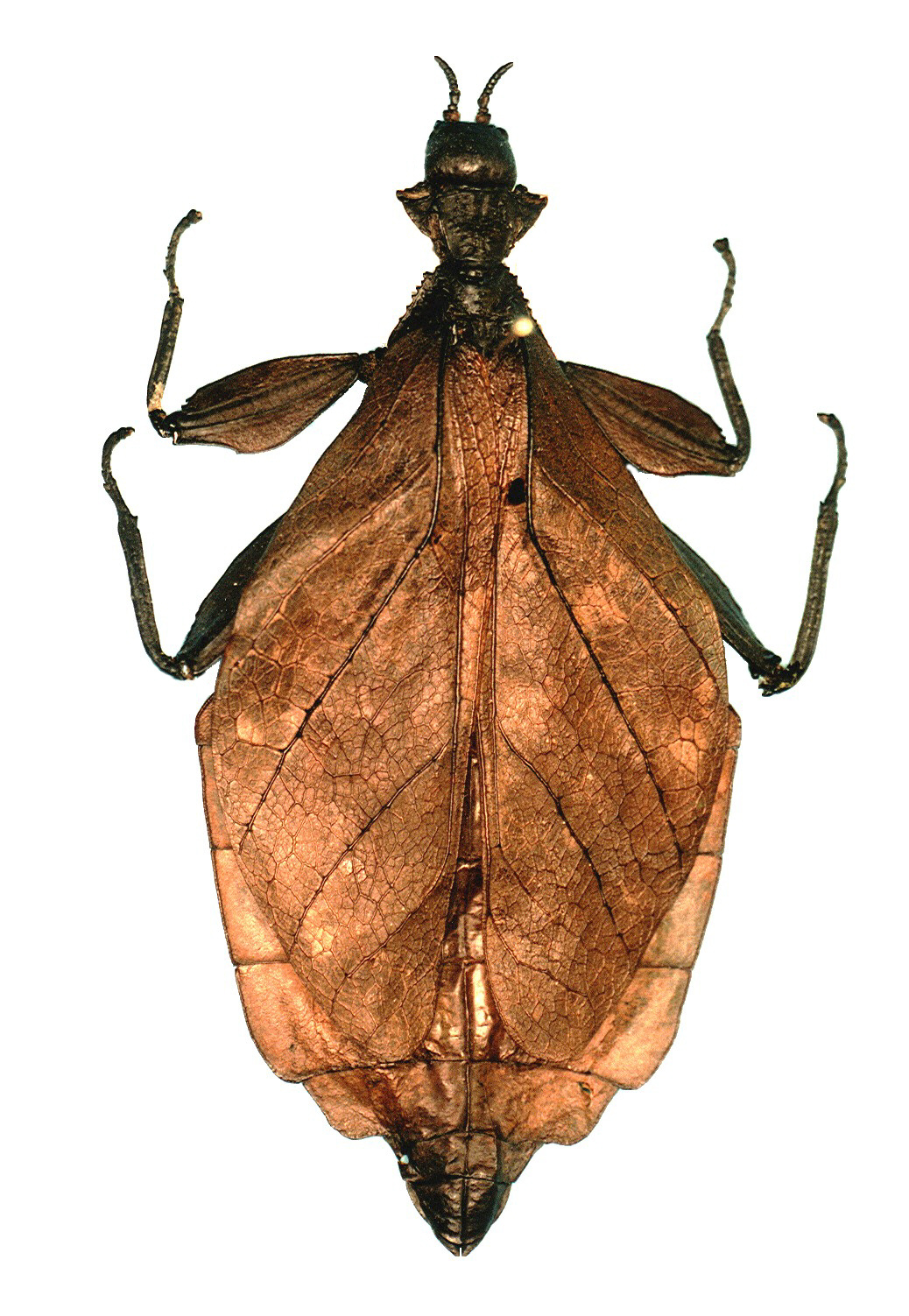 CollectionObject 1561213; 8a058a24-e172-4c94-9f7b-f826671e6c3d: female (Holotype), copyright ZSMC, Munich. (CollectionObject).