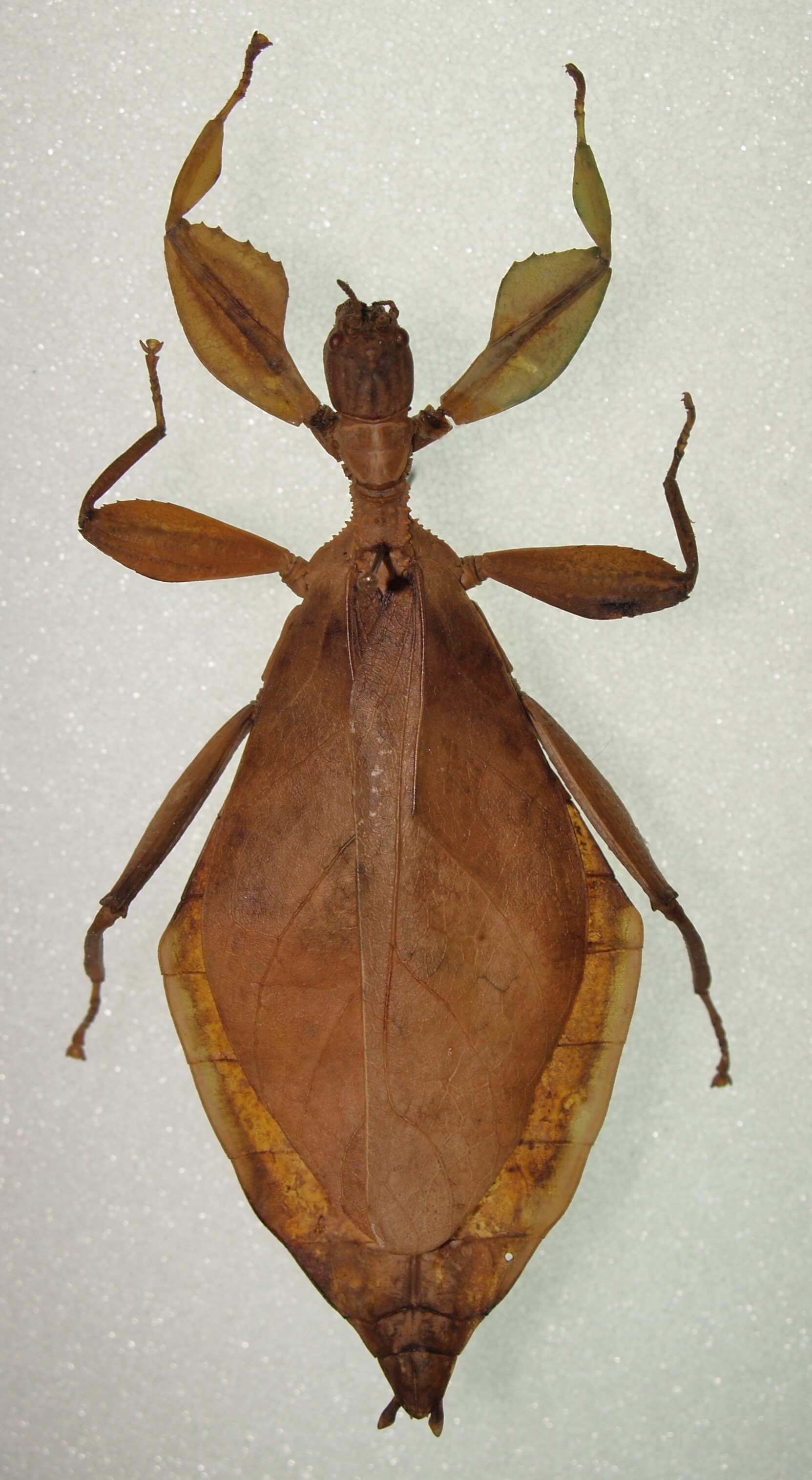 CollectionObject 1561223; 417e7902-4ff9-42b9-bd4d-37aa901c9b61: female (Holotype), copyright DEI, Eberswalde. (CollectionObject).
