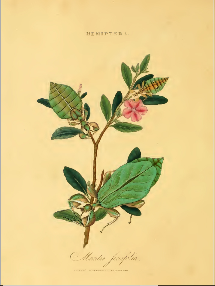 Phyllium siccifolium (Linnaeus, 1758): Plate 11 Donovan, 1800. (Otu).