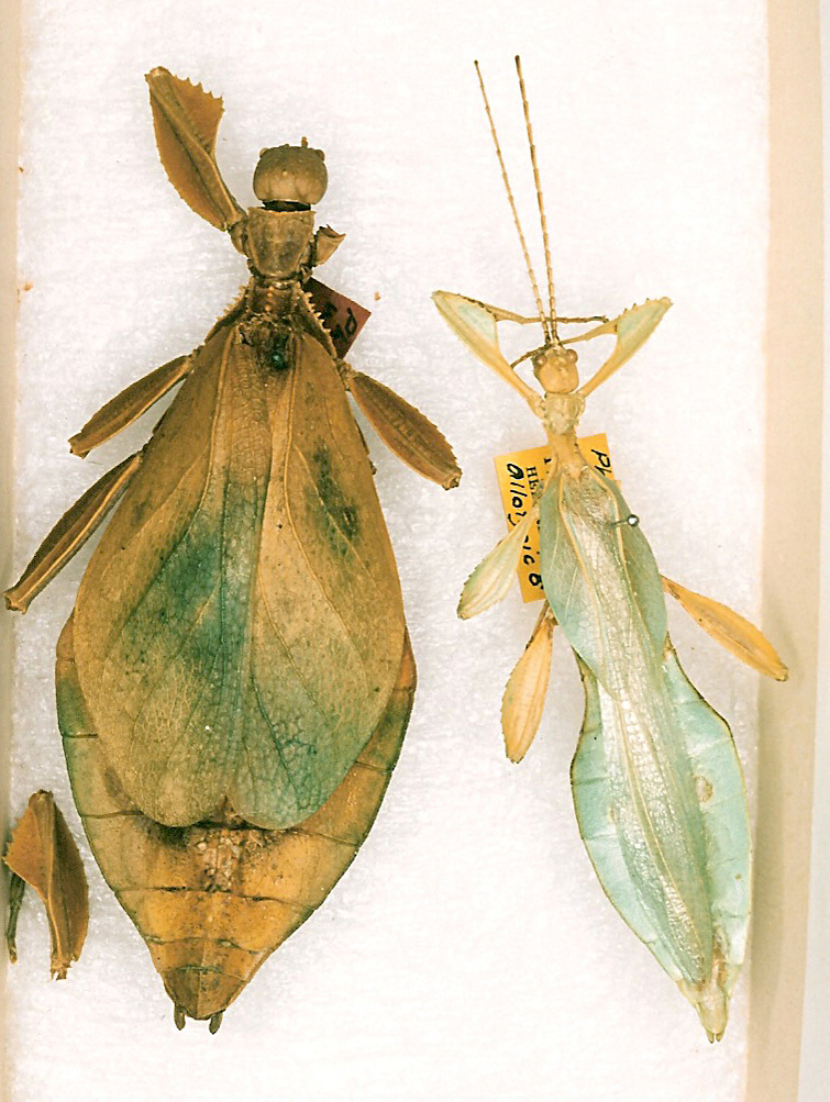 CollectionObject 1561232; 17c0eac3-37b7-4151-a8fb-7f5af2afc5d3: copyright ANSP. female of Phyllium woodi (holotype), also male (paratype). (CollectionObject).