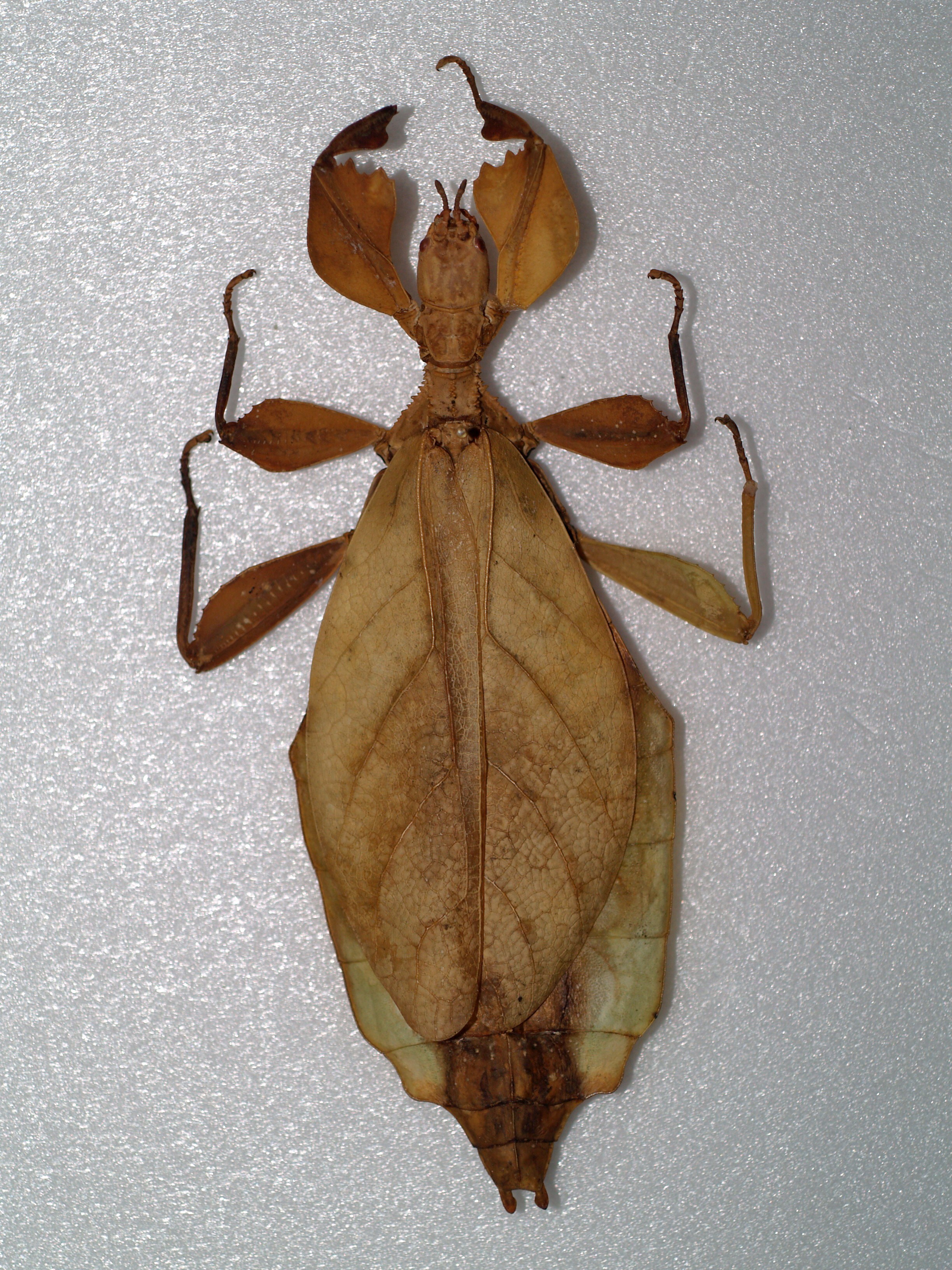 CollectionObject 1563456; ffc94c7e-0f98-4c5e-bba6-c061ea3e6280: copyright DEI, Eberswalde. female (Holotype),. (CollectionObject).