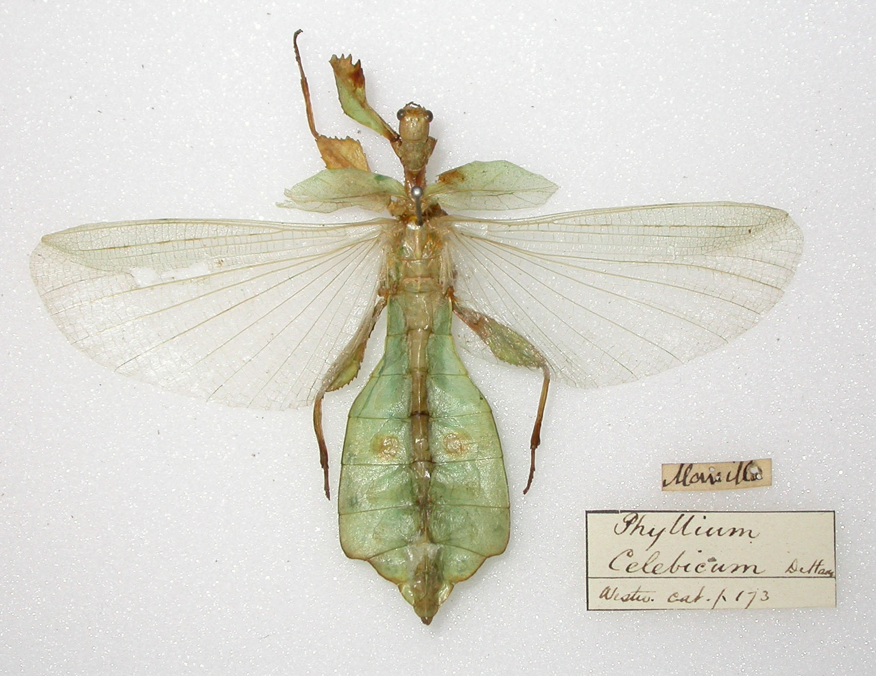 CollectionObject 1563781; 2cfcb0f8-a2d1-4c0b-8d5e-127be4ed596b: copyright UMO. male (holotype). (CollectionObject).