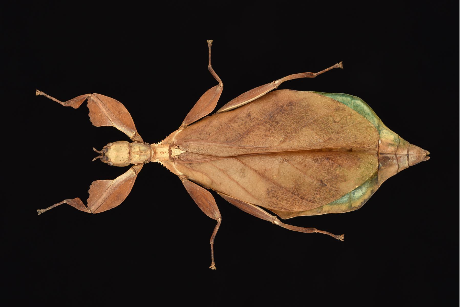 Phyllium gantungense Hennemann, Conle, Gottardo & Bresseel, 2009: copyright Montreal Insectarium. female, Philippines, Palawan, Mt. Mantalingajan, ID R. Cumming (no type). (Otu).