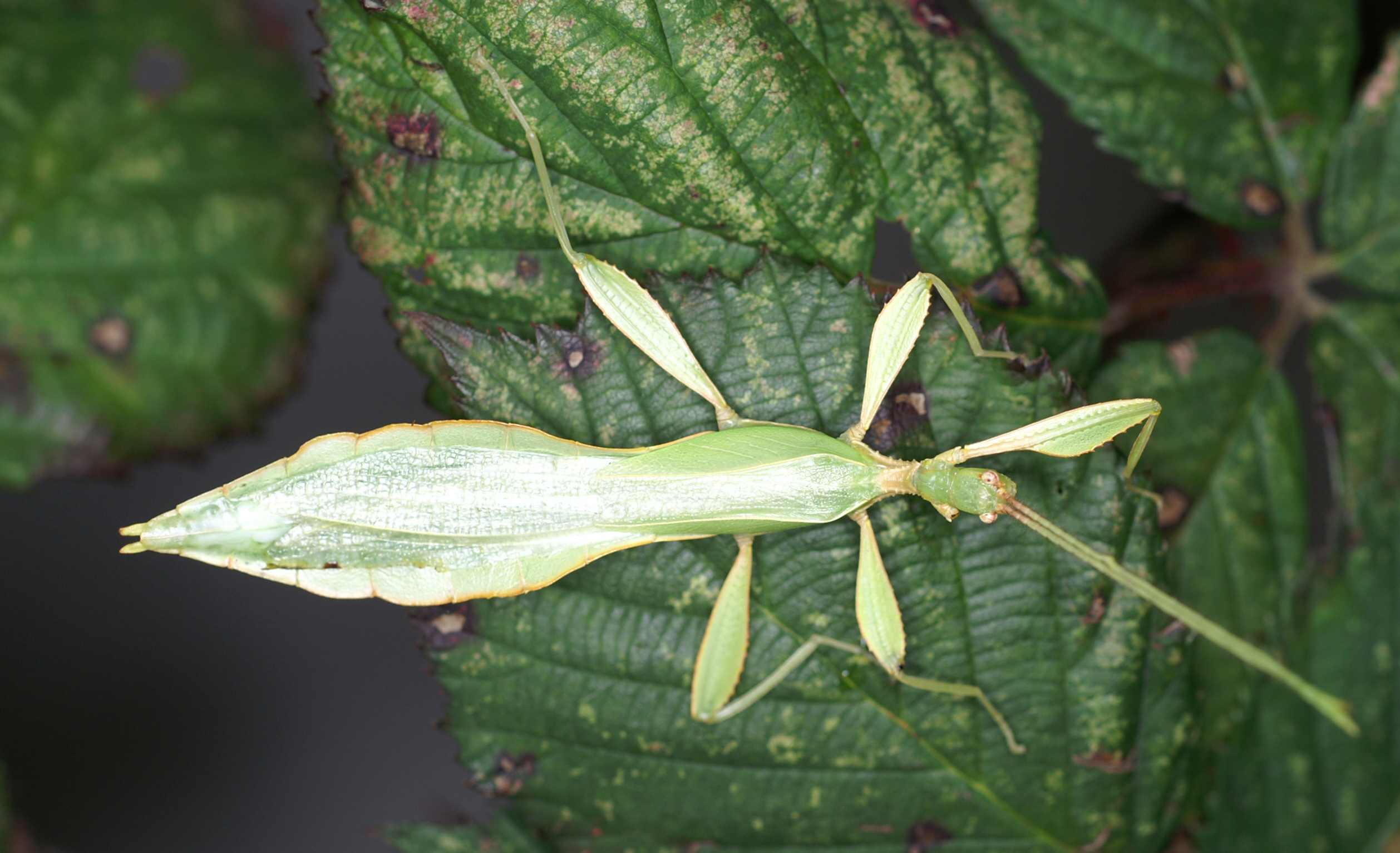 Phyllium philippinicum Hennemann, Conle, Gottardo & Bresseel, 2009: copyright P.D. Brock. Phyllium (Phyllium) philippinicum male (PSG278 culture stock 2008, ex. Philippines). (Otu).