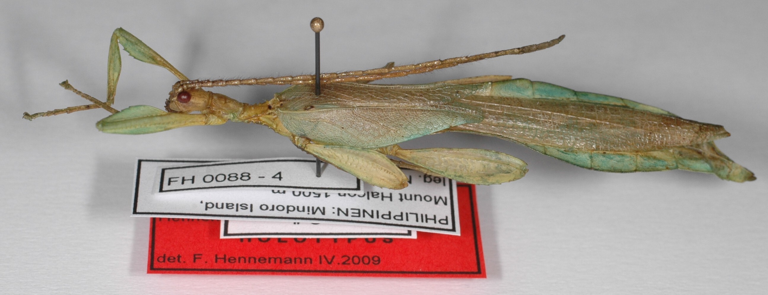 CollectionObject 1563828; 5740d8f4-83fa-4684-bf39-eb21f95216b7: copyright ZSMC, Munich. male (holotype). (CollectionObject).