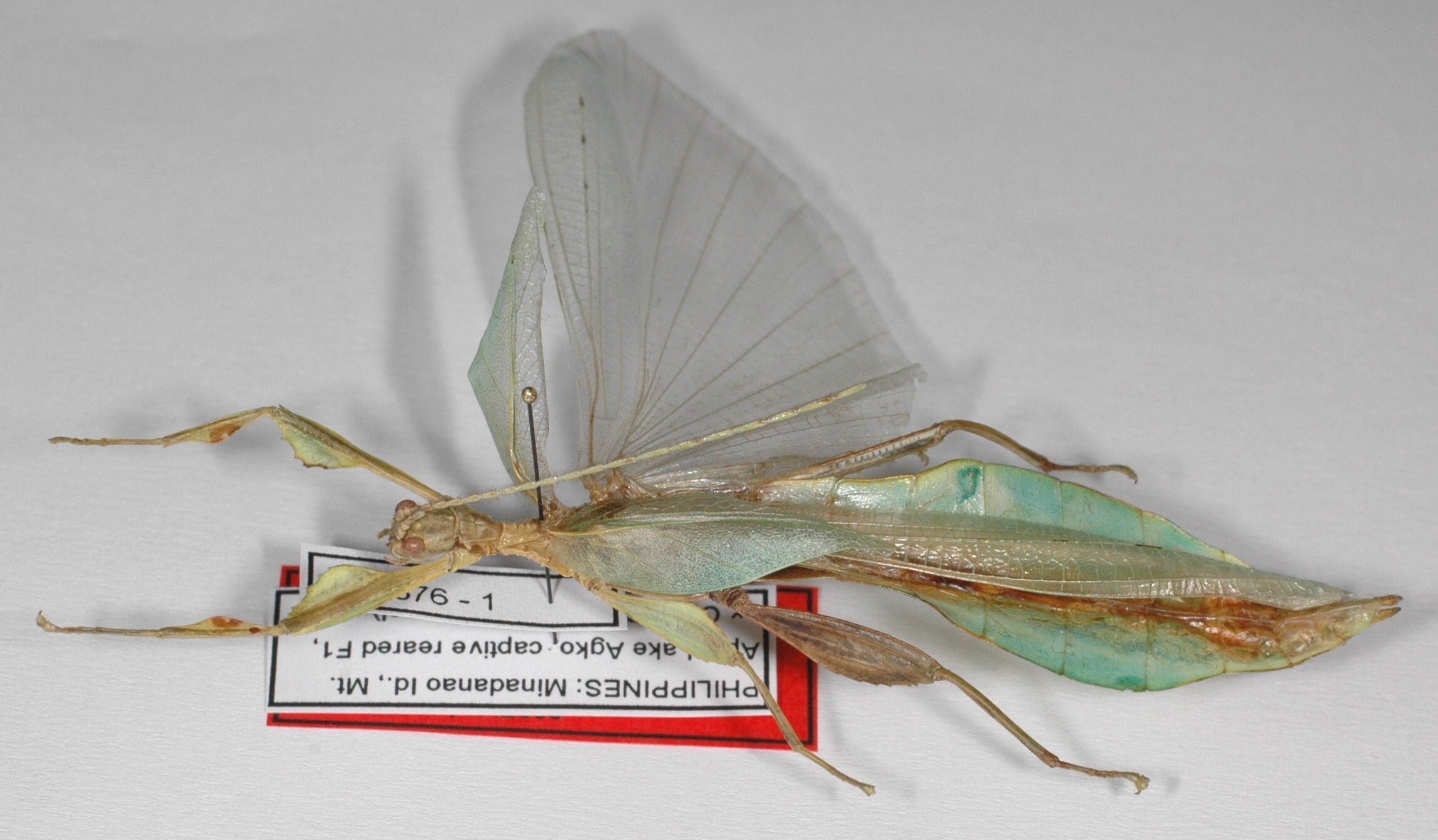 CollectionObject 1563839; 9322e1d8-63e3-4870-a969-34291ffd48bb: copyright Frank Hennemann. male (paratype). (CollectionObject).;CollectionObject 1563840; 27ef4ecd-86f5-407f-9ae7-e5198376858a: copyright Frank Hennemann. male (paratype). (CollectionObject).