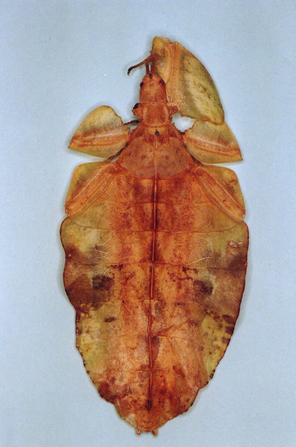 CollectionObject 1561207; 9e444fa2-da45-4037-9d45-c6191749b7e5: female (Holotype), copyright DEI, Eberswalde. (CollectionObject).