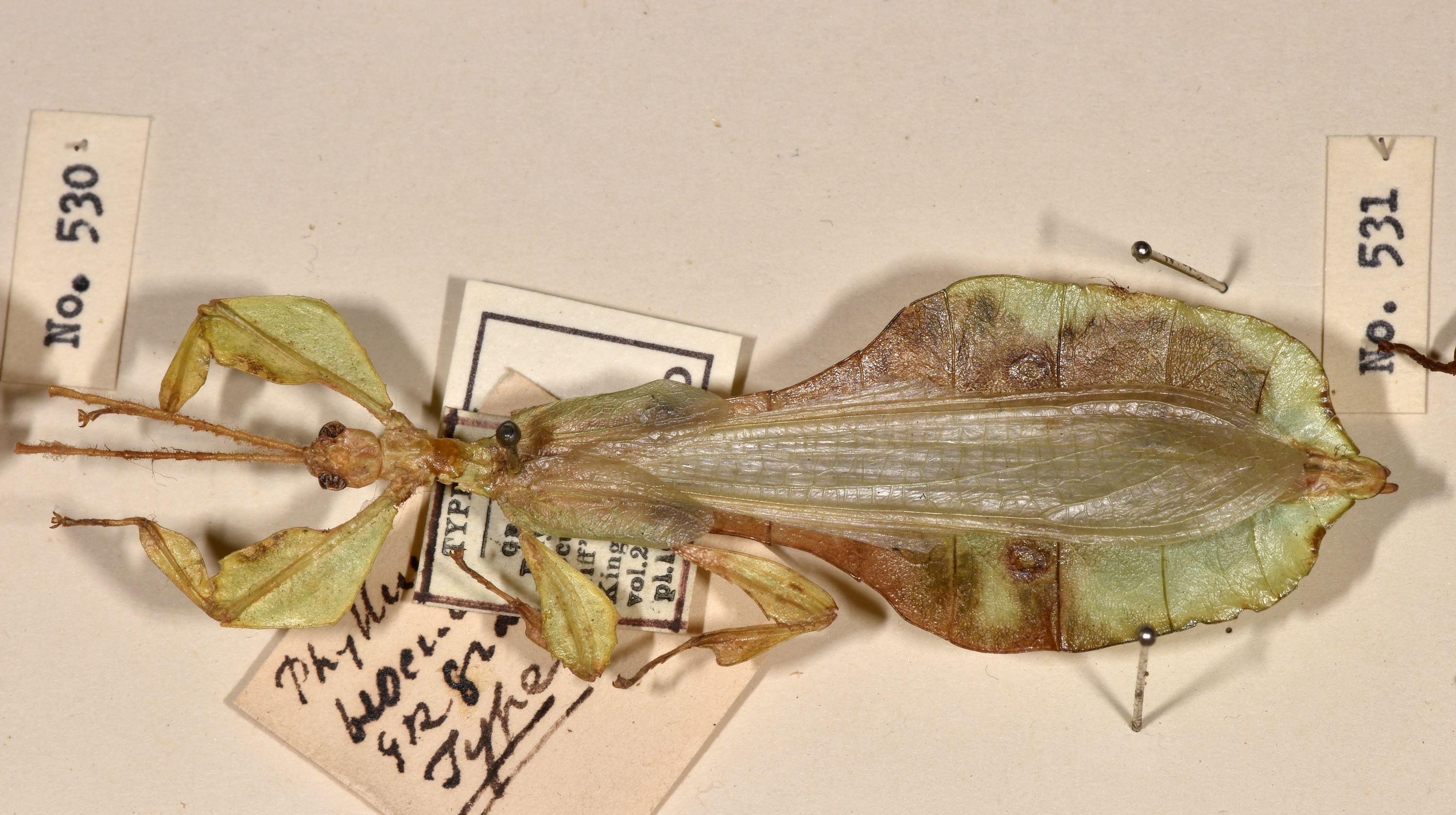 CollectionObject 1561239; 64124329-7811-4df4-829c-f138766ad5c3: copyright UMO. male Phyllium bioculatum, dorsal view (holotype). (CollectionObject).