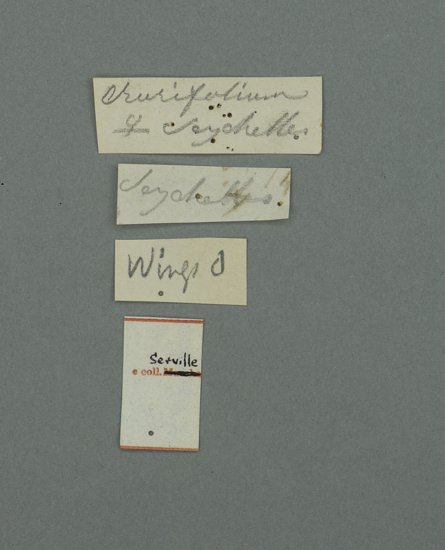 Pulchriphyllium crurifolium (Audinet-Serville, 1838): copyright UMO. female, data labels (lectotype). (Otu).